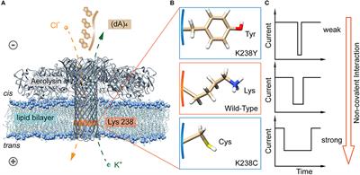 Single Molecule Study of Hydrogen Bond Interactions Between Single Oligonucleotide and Aerolysin Sensing Interface